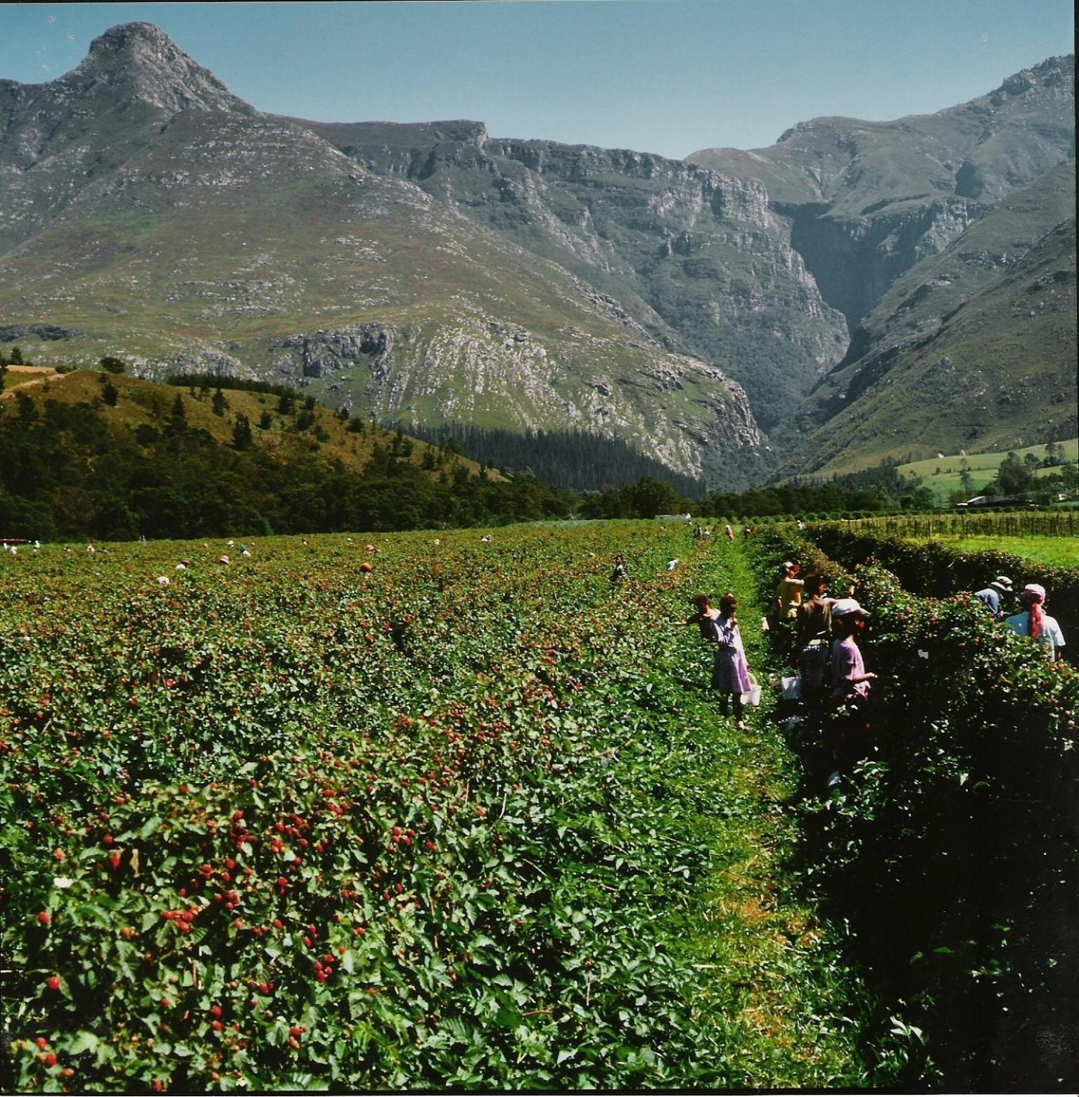 Vila Wildebraam Berry Estate Swellendam Exteriér fotografie
