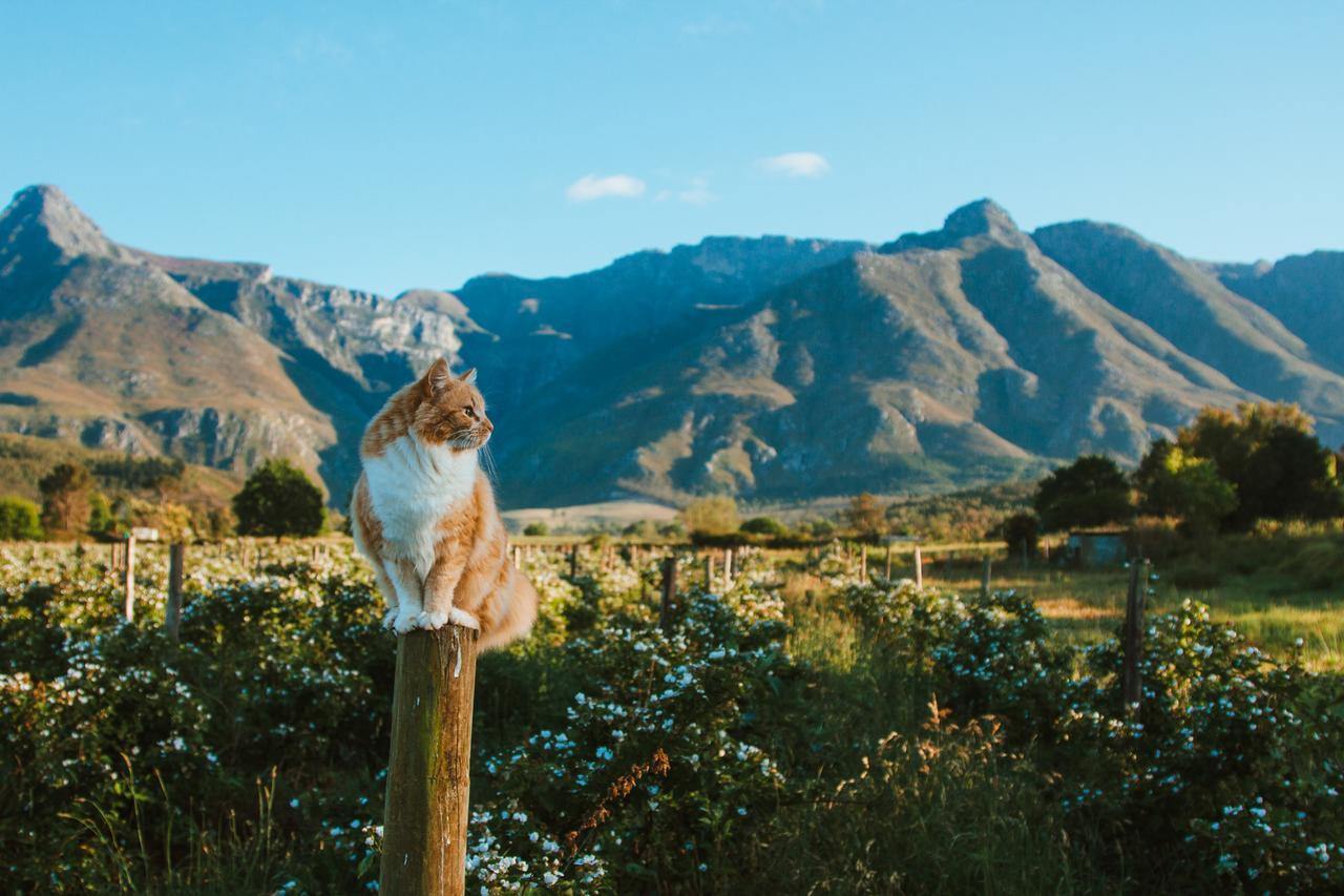 Vila Wildebraam Berry Estate Swellendam Exteriér fotografie